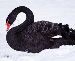 Eventos de Cauda: Por que o Inesperado Pode Ser o Fator Decisivo para o Sucesso do seu Negócio